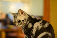 ねこ