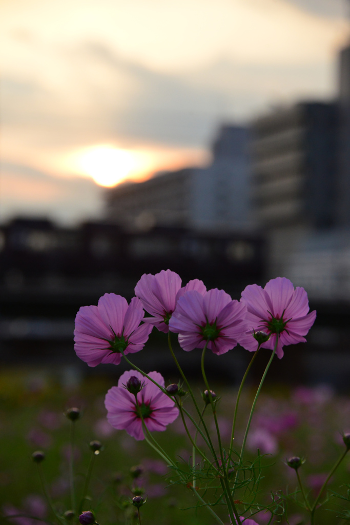 淀川河川敷のコスモス