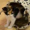 めりあさん
