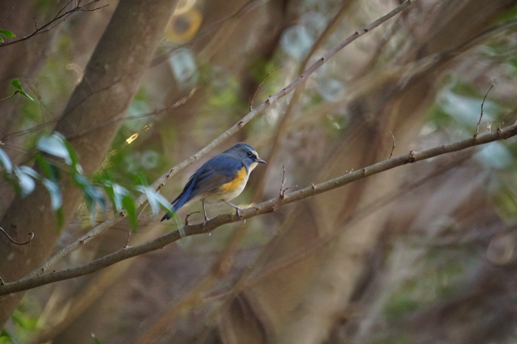 鳴き声に誘われて