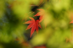 紅葉景