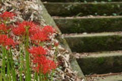 彼岸花景 彼岸花景