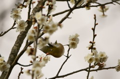 ウメジロ
