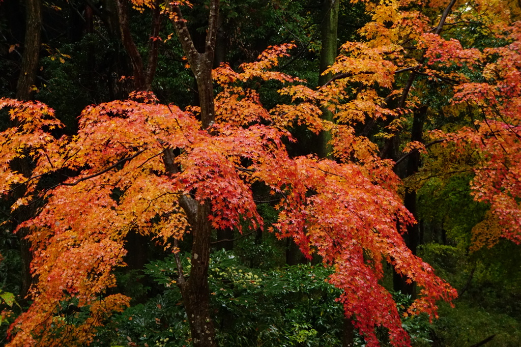 紅葉図