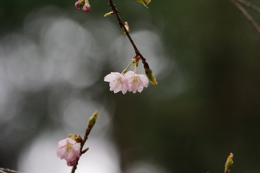 桜の季節のはじまり