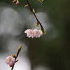 桜の季節のはじまり