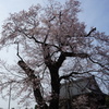 今年も桜に酔う
