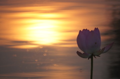 朝　蓮　景　２