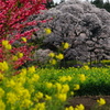 吉高の大桜