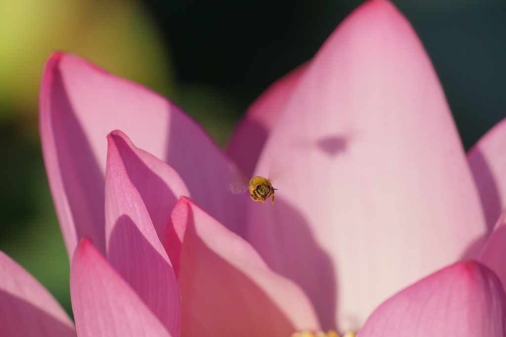 花に舞う