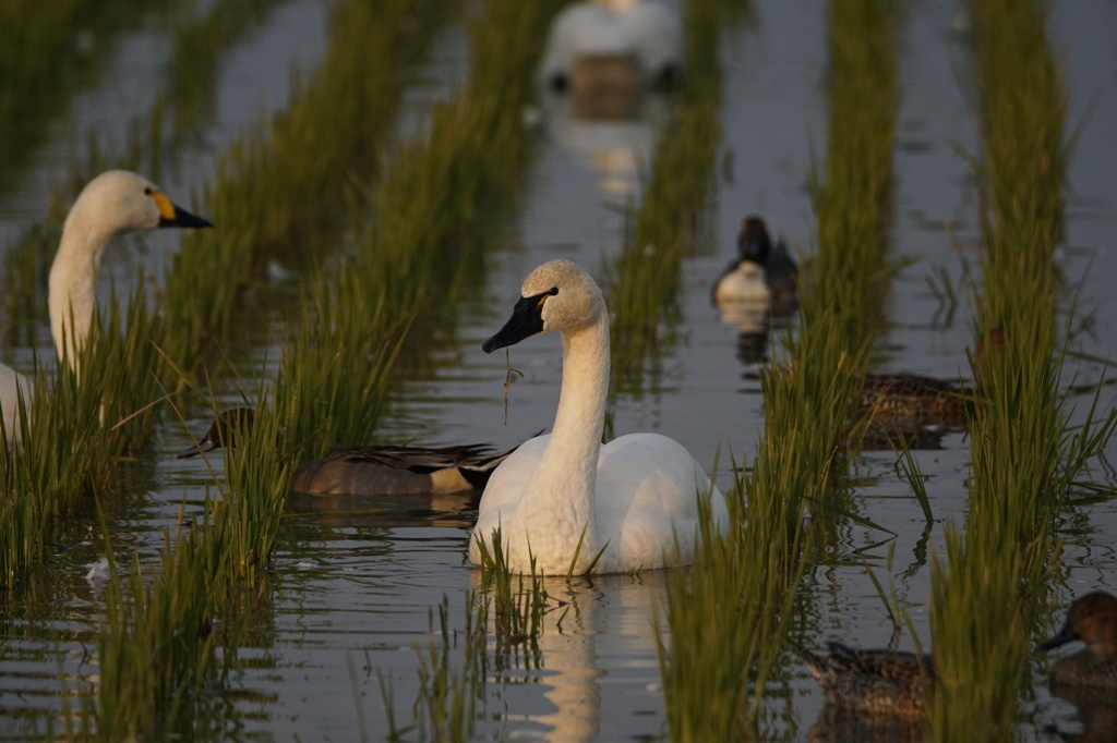 一羽だけアメリカコハクチョウ
