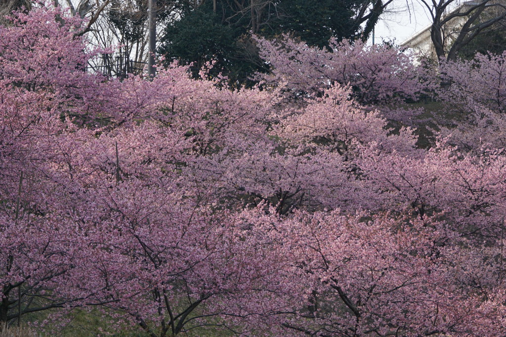 河津桜