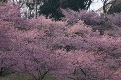 河津桜