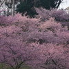 河津桜