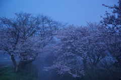 霧の朝