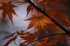 秋をみつけに 秋をみつけに