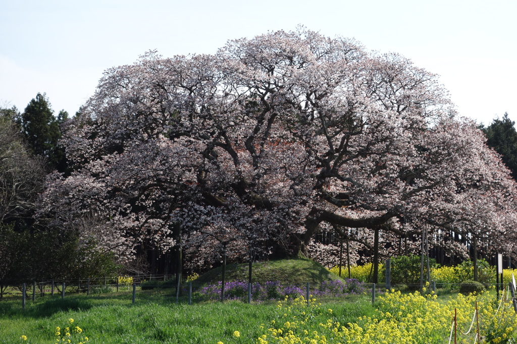 大桜