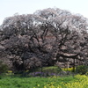 大桜