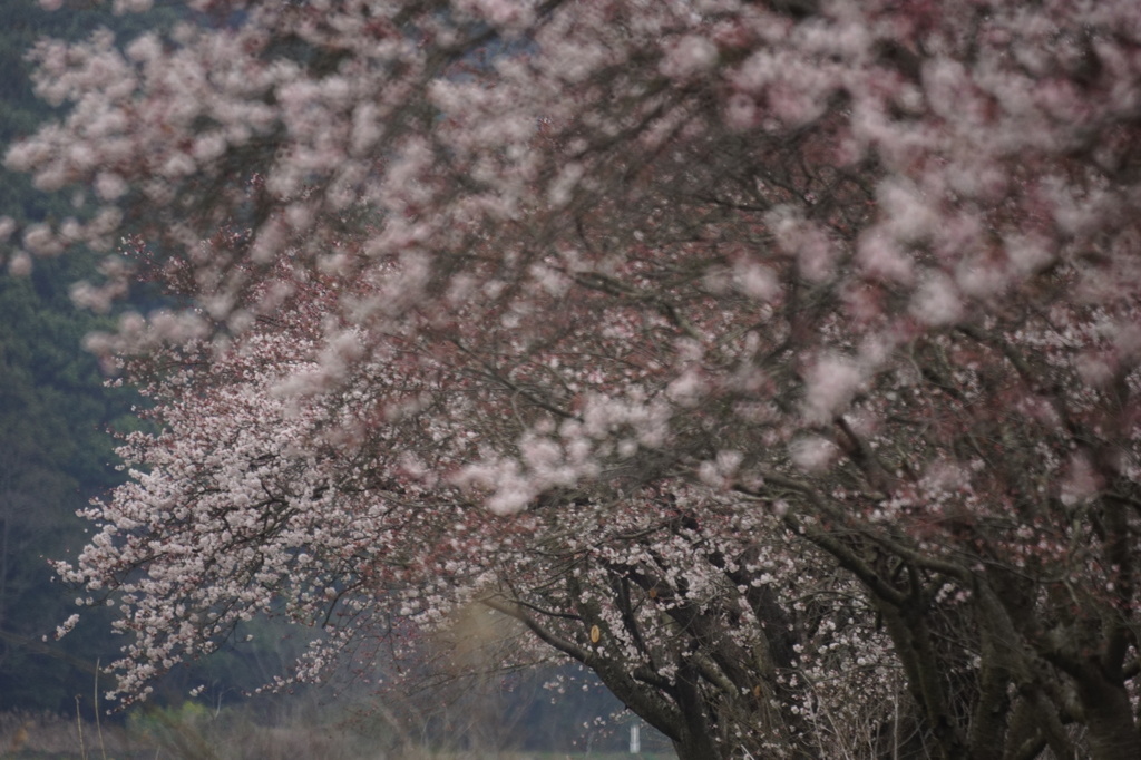 桜並木