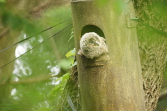 巣立ち前 巣立ち前