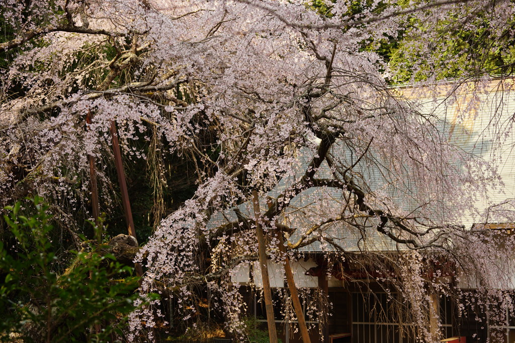 午後の枝垂れ桜