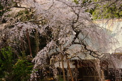 午後の枝垂れ桜