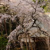午後の枝垂れ桜