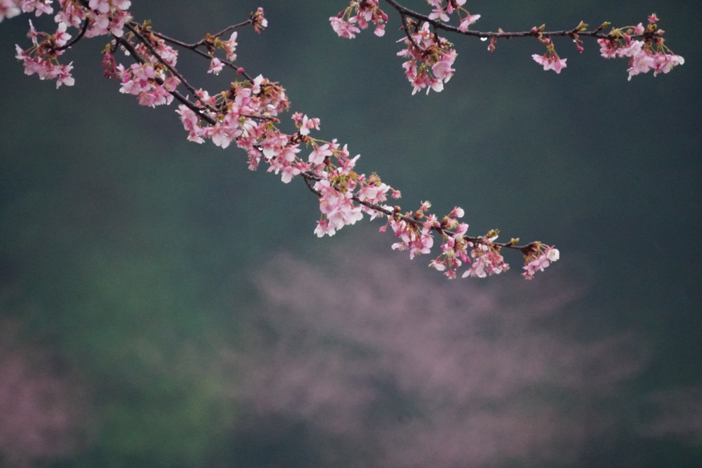 雨桜