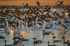 賑やかな朝 賑やかな朝