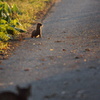 猫の視線の先に