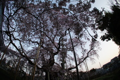 仰ぎ見て 仰ぎ見て