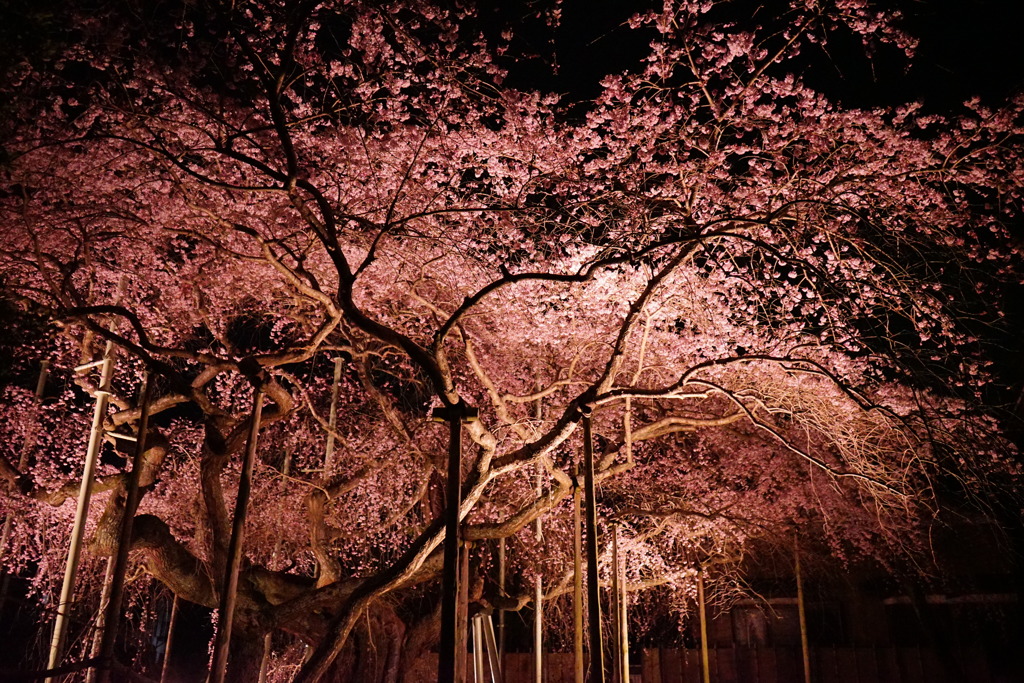 夜桜