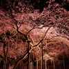 夜桜
