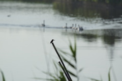 カワセミの居る風景