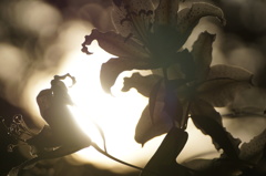 陽に透かし 陽に透かし