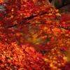 身近の紅葉