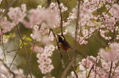 桜と