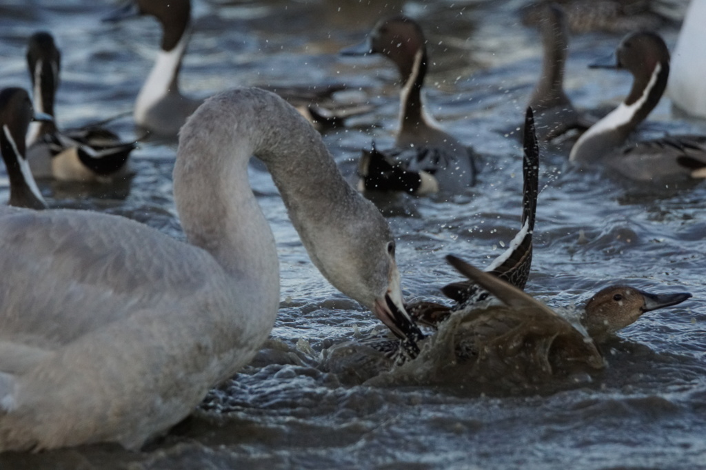 やっぱりいたずらっ子オオハクチョウ
