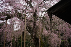 桜の季節　枝垂れ桜