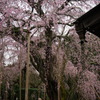 桜の季節　枝垂れ桜