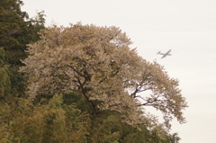 手賀の山桜