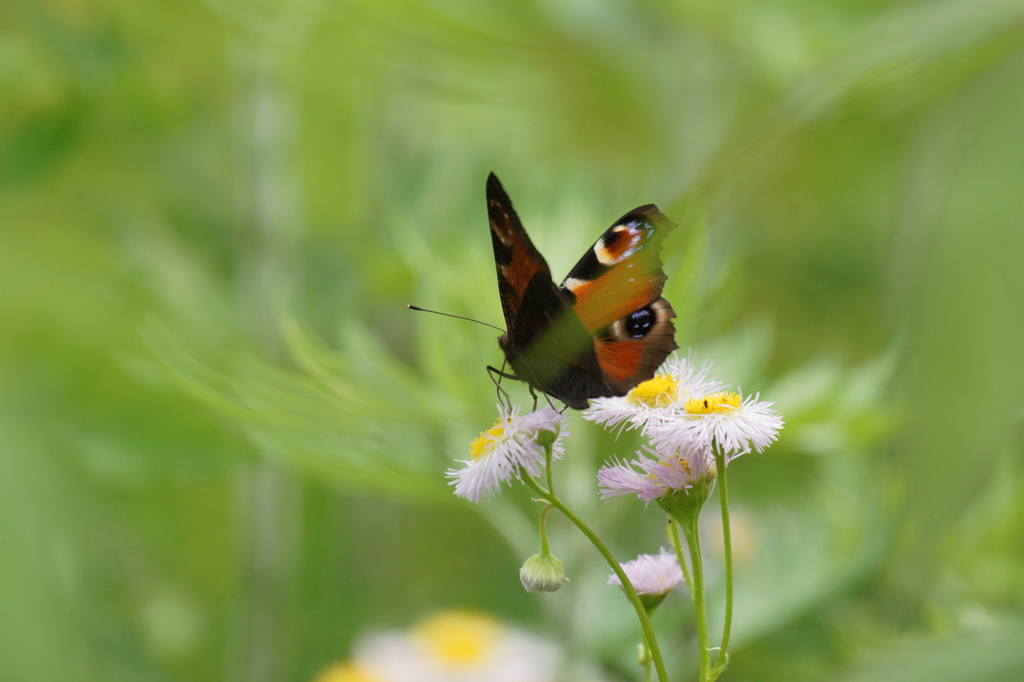 クジャクチョウ