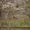 桜を背に