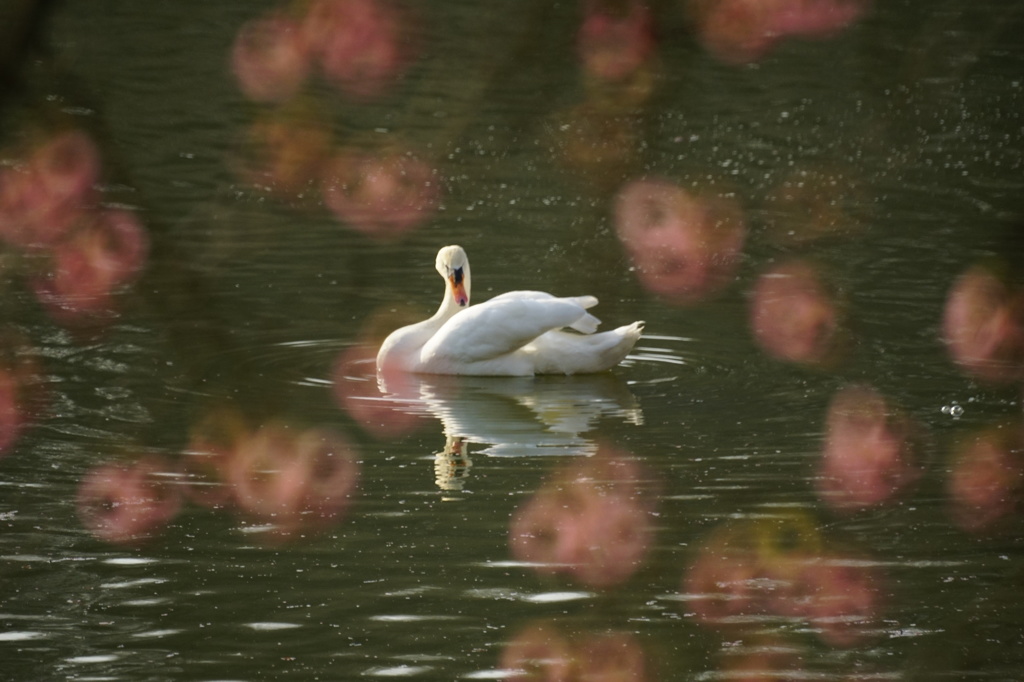 公園で
