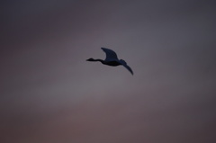 夕暮れ時はさみしそう