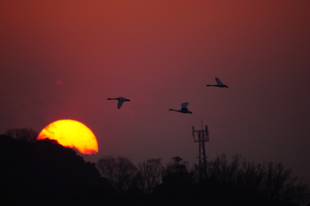 夕陽に向かい