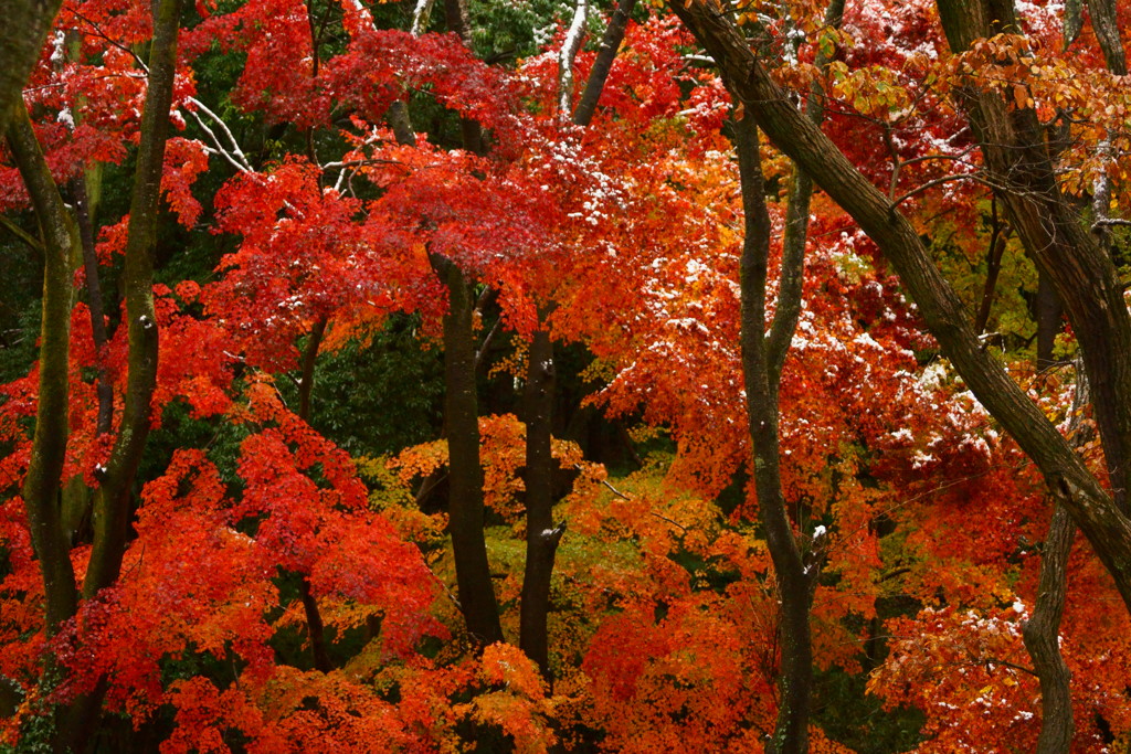 冬紅葉