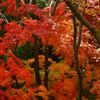 冬紅葉