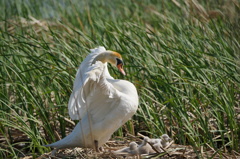 自分の子 自分の子