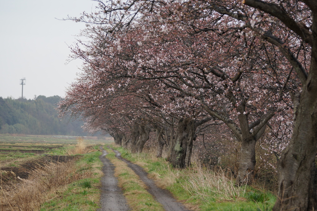 夢の始まり桜道